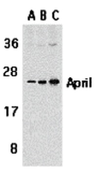 TNFSF13 Antibody