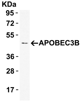 APOBEC3B Antibody