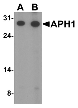 APH1A Antibody