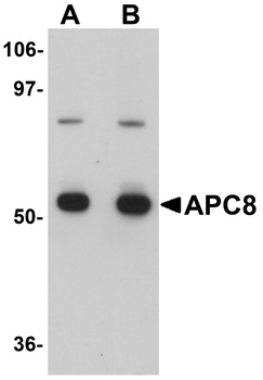 CDC23 Antibody