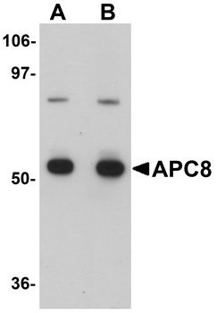 APC8 Antibody