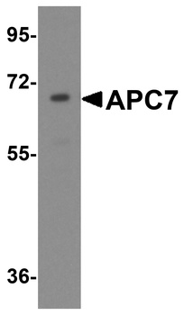 ANAPC7 Antibody