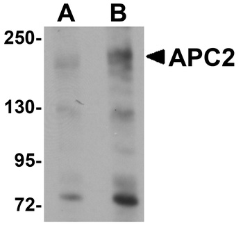 APC2 Antibody