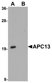 ANAPC13 Antibody