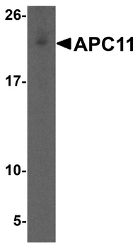 ANAPC11 Antibody