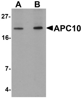 ANAPC10 Antibody