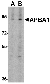 APBA1 Antibody