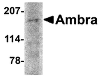 AMBRA1 Antibody