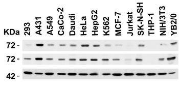 TOMM70A Antibody