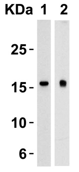 TSLP Antibody