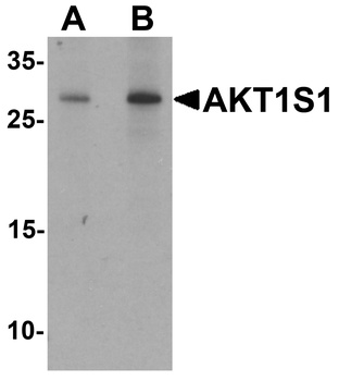 AKT1S1 Antibody