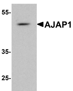 AJAP1 Antibody