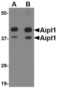 AIPL1 Antibody