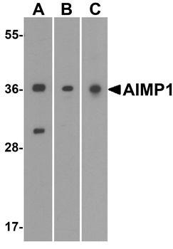AIMP1 Antibody