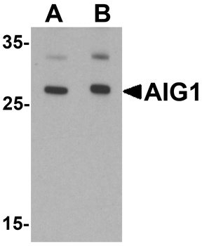 AIG1 Antibody