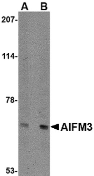 AIFM3 Antibody