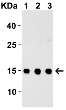 TSLP Antibody