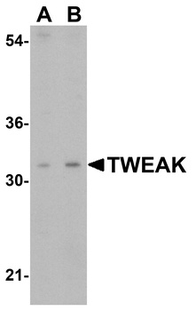 TNFSF12 Antibody