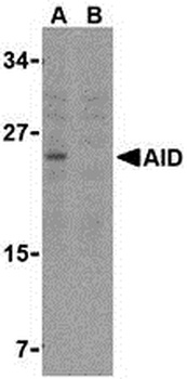 AICDA Antibody