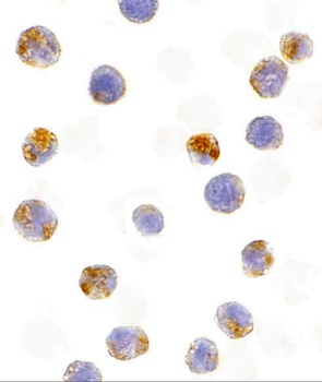 AICDA Antibody