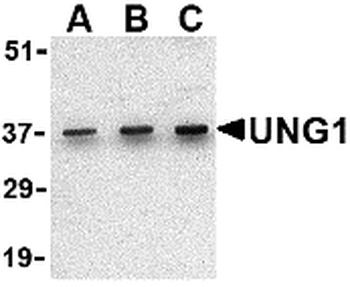 UNG1 Antibody