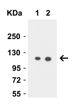 VCL Antibody