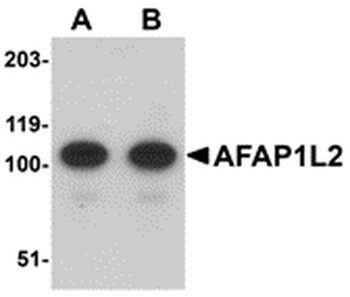 AFAP1L2 Antibody