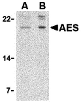 AES Antibody