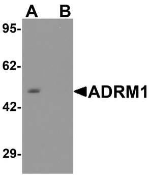 ADRM1 Antibody