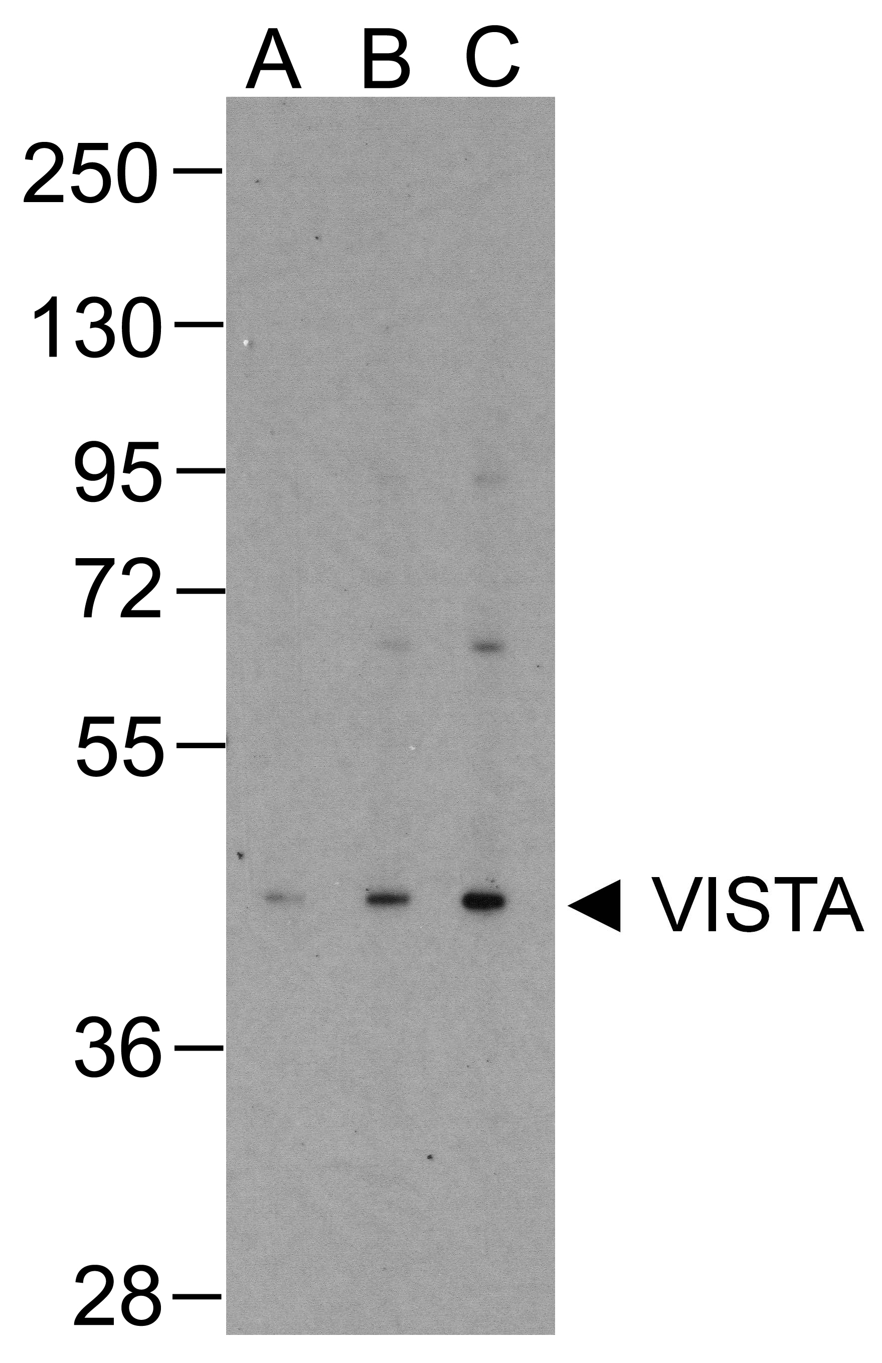 VSIR Antibody