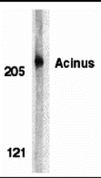 ACIN1 Antibody