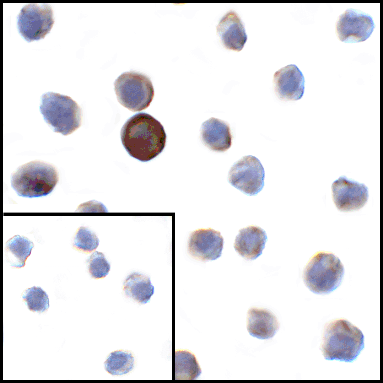 VSIR Antibody