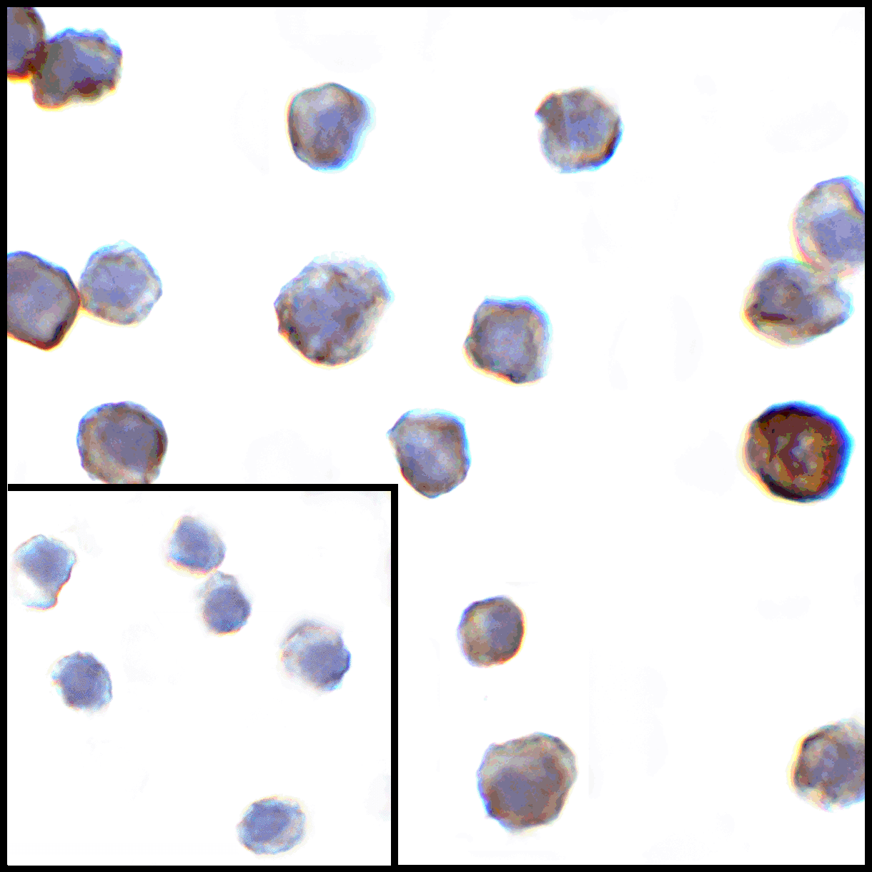 VSIR Antibody