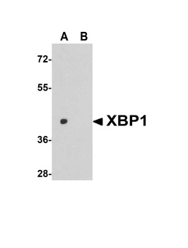 XBP1 Antibody