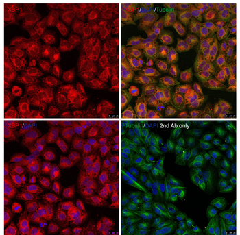 XBP-1 Antibody