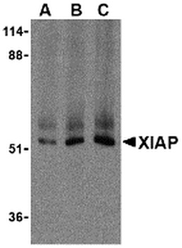 XIAP Antibody