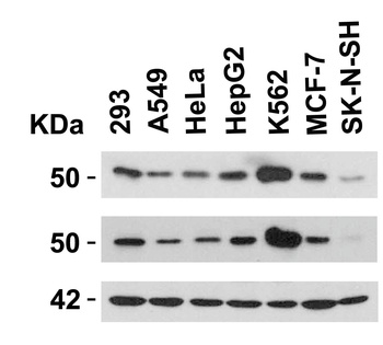 SLC39A7 Antibody