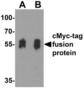 cMyc-tag Antibody