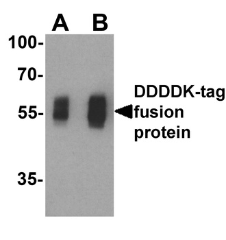 DDDDK-tag Antibody