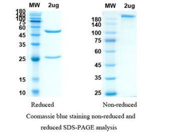Bebtelovimab (LY-CoV1404/LY3853113) Antibody, Monoclonal