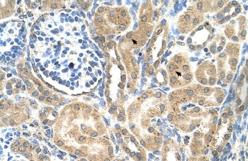 MFSD12 Antibody