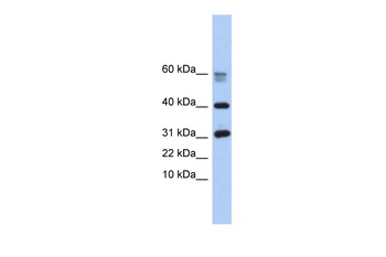LOC339047 Antibody