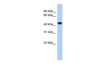 UBA3 Antibody