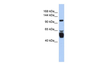 LRRC8B Antibody