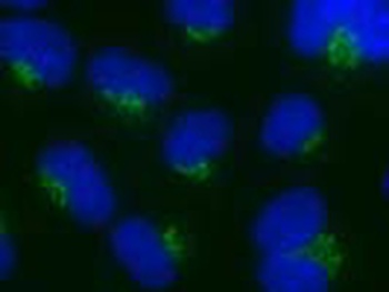 NUCB1 Antibody