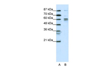 GTF2F1 Antibody