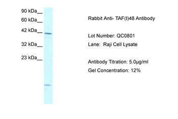 TAF1A Antibody