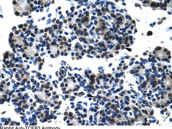 TCEB3 Antibody