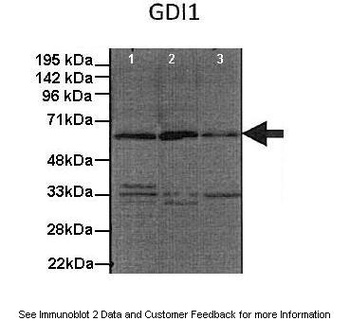 GDI1 Antibody