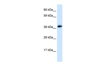 CHRNA1 Antibody